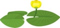 Yellow, water-lily plant with green leaves and yellow flower